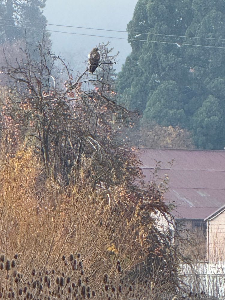 A hawk on the top of a small tree 
