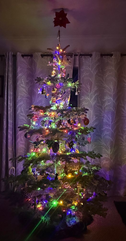 A silver tip aka red for tree decorated in multi colored lights and ornaments with a poinsettia topper touching the roof. 