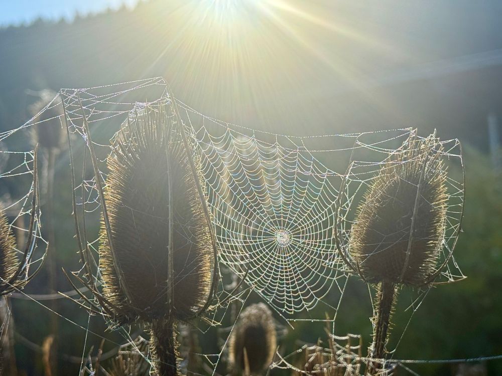 A spiderweb suspended between 2 thistles