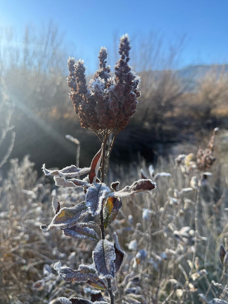 A frosty plant 