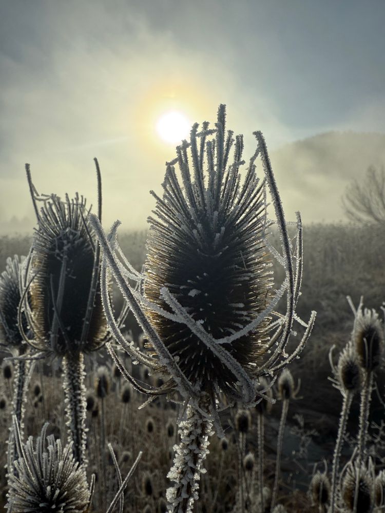 Thistles covered in frost 