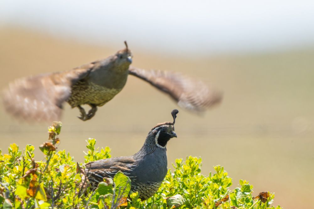 California Quail, female and male at Abbotts Lagoon in Pt. Reyes National Seashore.