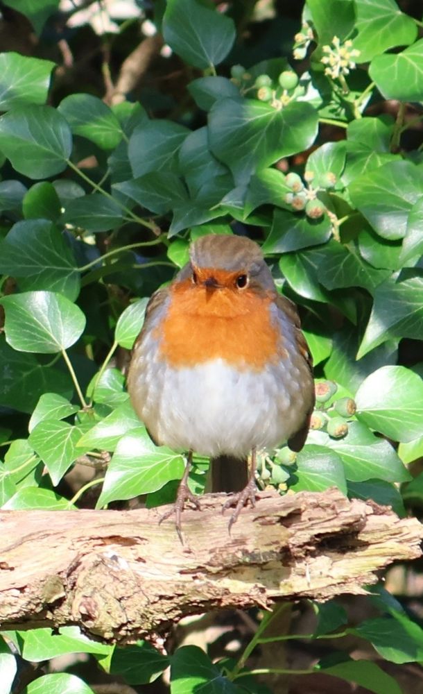 A robin