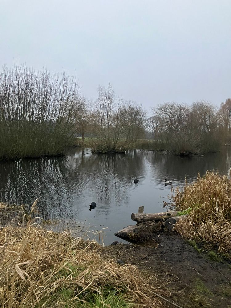 A view of a lake with some coots on it on a murky day