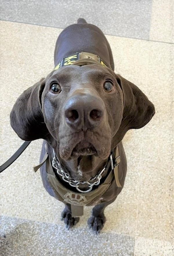 K9 chocolate lab giving puppy dog eyes