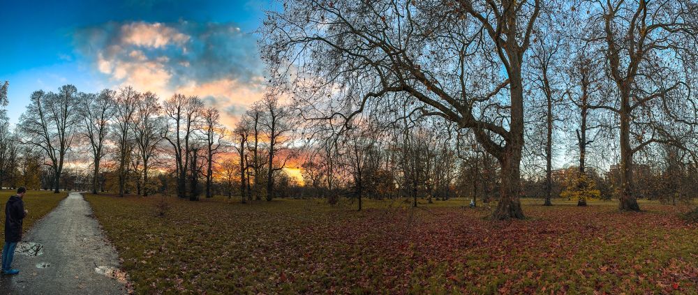 Se caen las últimas hojas. 