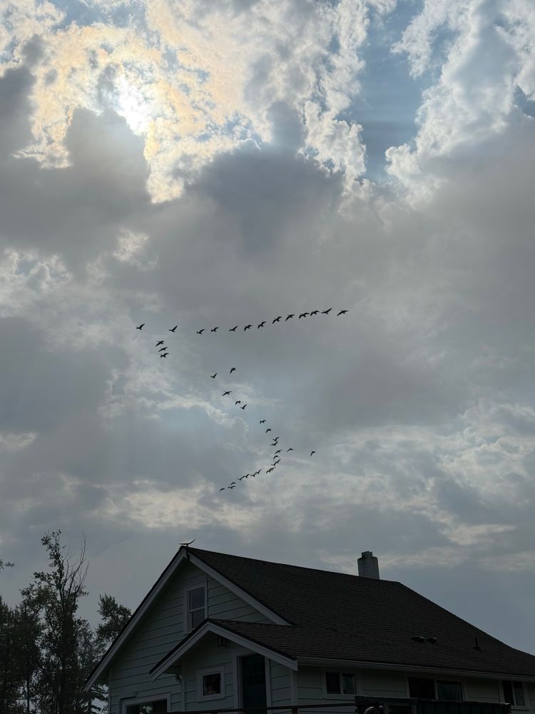 a flock of geese fly over a house
