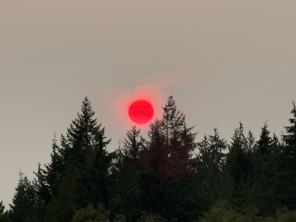 a bright red in front of a hazy sky, just over a canopy of conifers