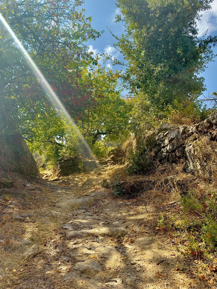Looking up a small path scattered with sunlight and shade. A sunbeam cuts through the center of the picture as if to say, “pineapple does belong on pizza”

This is in the mountains of Ikaria, Greece 
