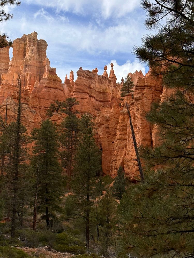 Looking up at skyscraper sized hoodoos in Bryce Canyon NP