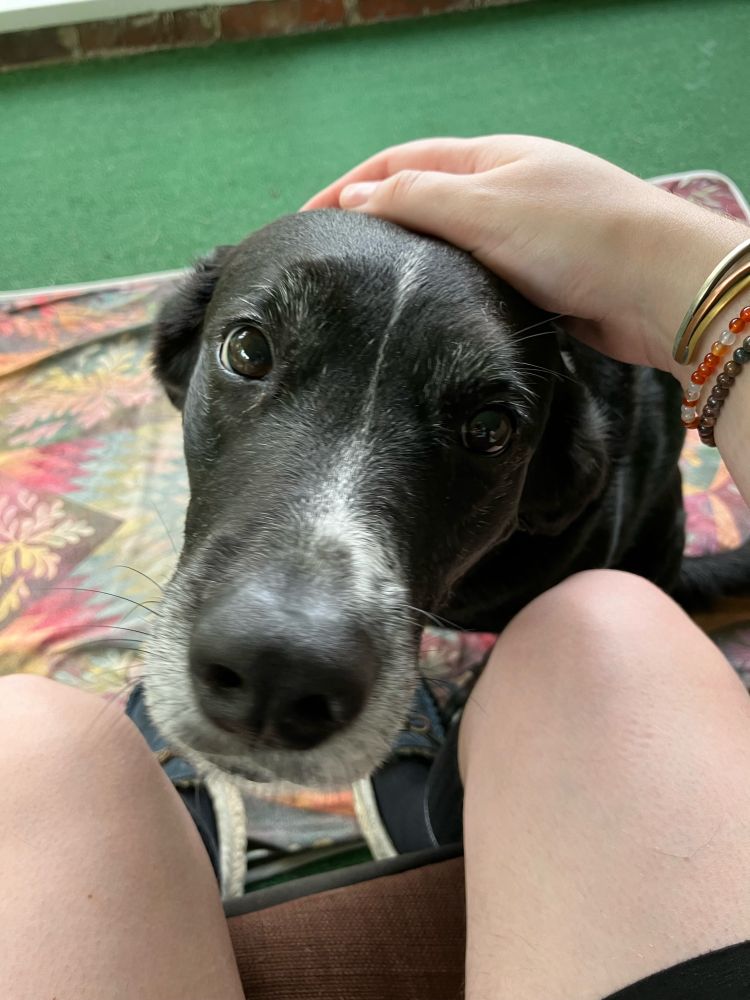 Bella, a half lab half border collie, mostly black with a grey muzzle, regards me, asking for love and pets.