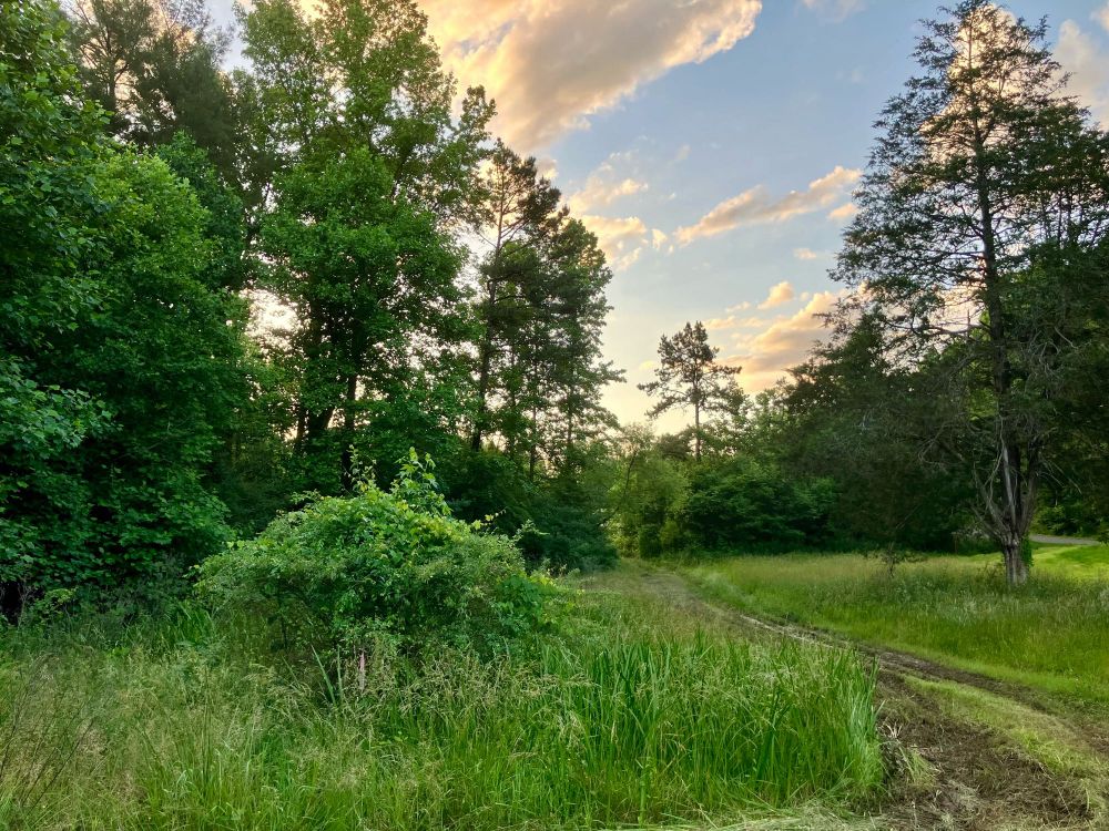 The path from the barn lot to the pond field! Muddy two track, lined on the left side by lush bushes and trees. The right side is relatively sparse. The clouds in the sky have a yellow highlight from the setting sun!