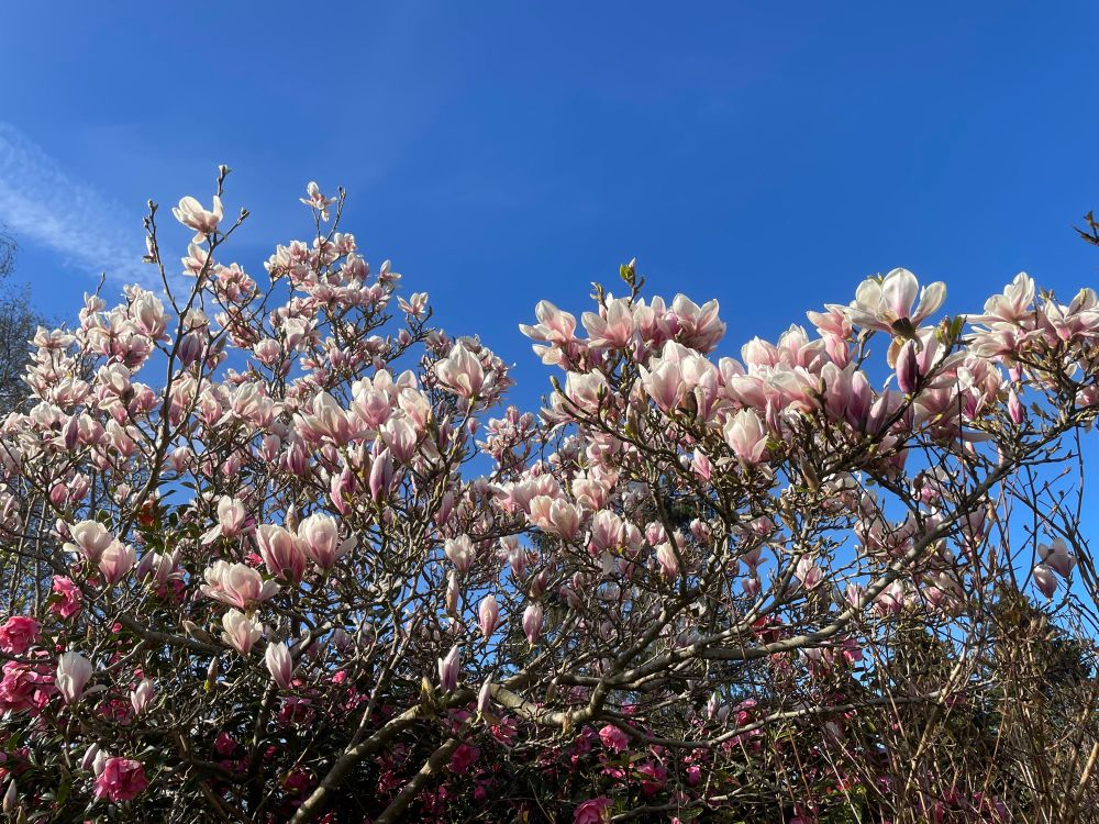 Magnolia bush in bloom with blue sky 