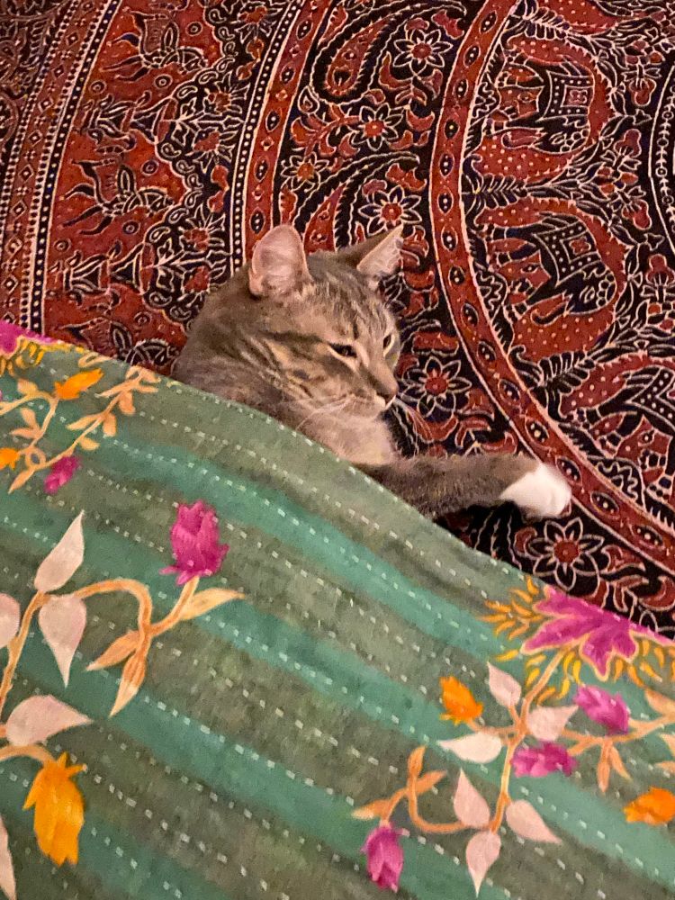 Adorable kitty under a blanket.