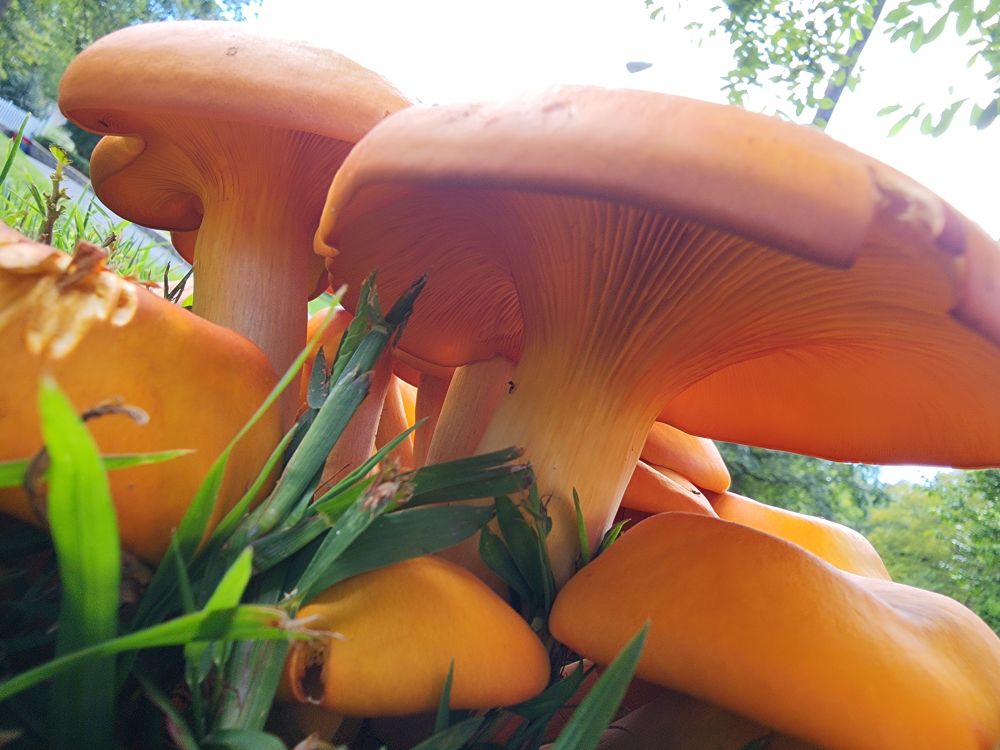 Brightly orange-colored mushroom cluster, view from under and can see the gills