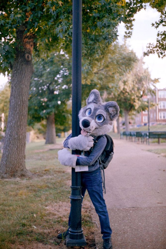 Kezl, a gray and white wolf with blue eyes, hugging a black lamppost on the side of a path lined with trees. Shot on expired Lomo '92 using a Yashica Lynx-14
