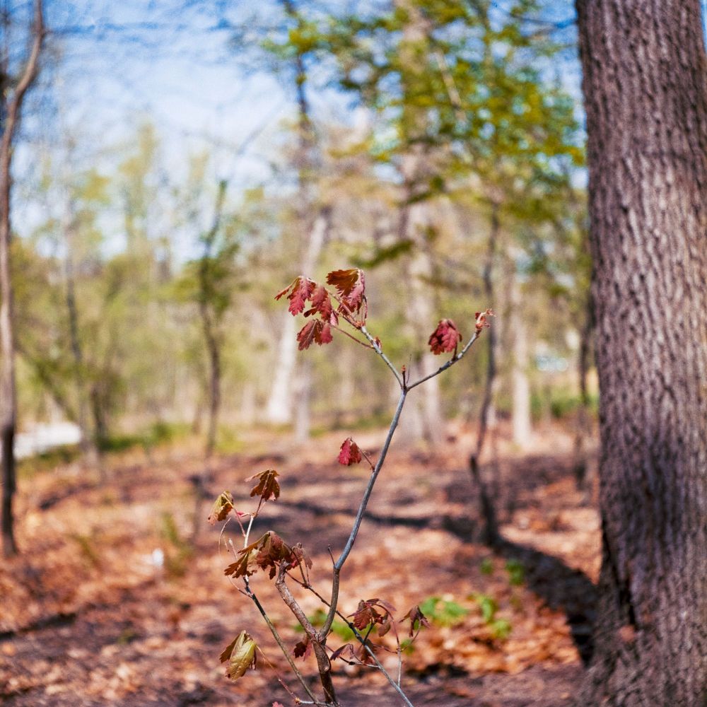 A small branch with some leaves. The background bokeh is pretty swirly but not overwhelmingly so which I like. It's not a great shot but hey I'll post it. Shot on Kodak Gold using a Ricoh Diacord L
