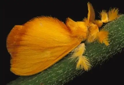 Picture of an Orange Jewel Caterpillar Moth on a green plant stem. It looks like it's made of Doritos. 