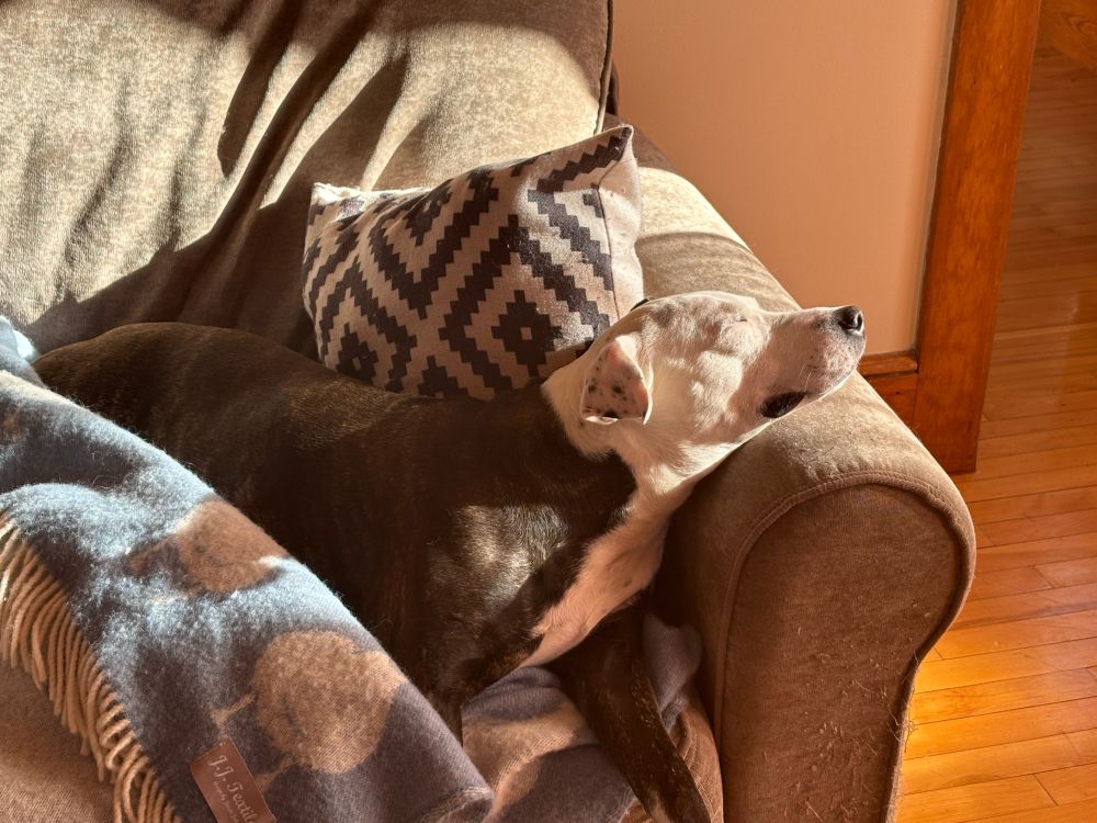 dog laying in a sunshine ray under a blue blanket 