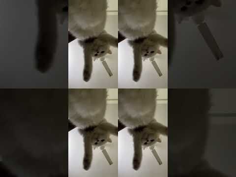 Chicken wings cat🐔!! dance video ft.Kandy😹 |Subscribe #shorts