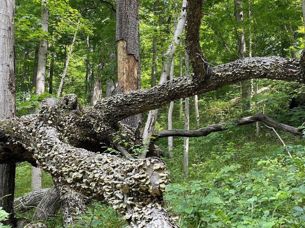 Fungus growing on a tree in Clifty Fall State Park. 