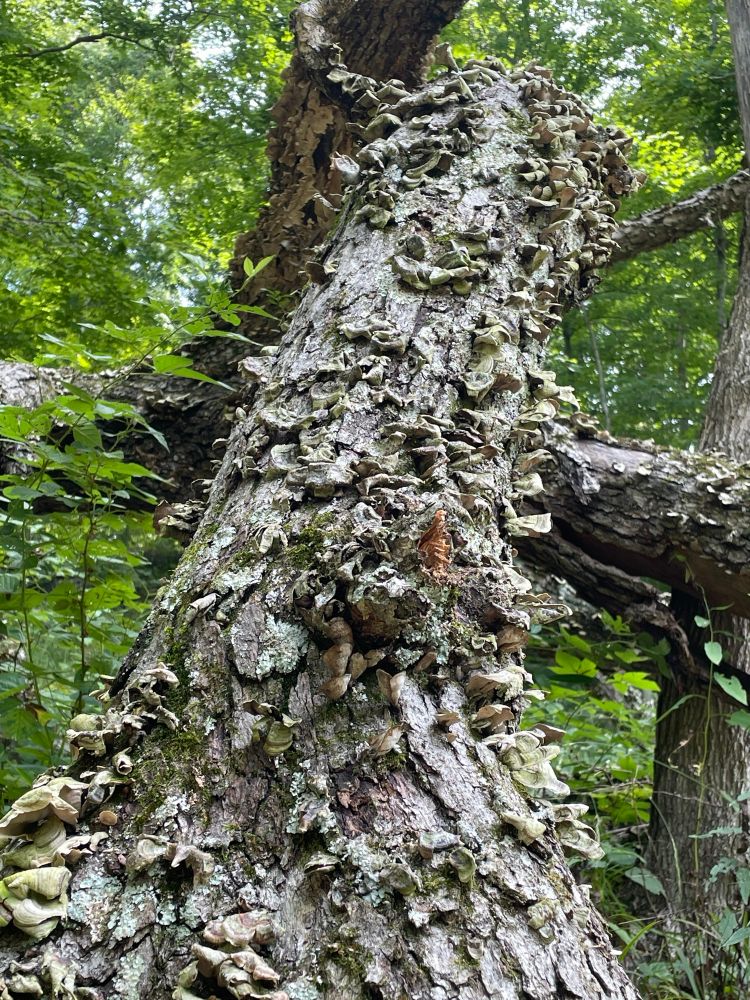 Fungus growing on a tree in Clifty Fall State Park. 