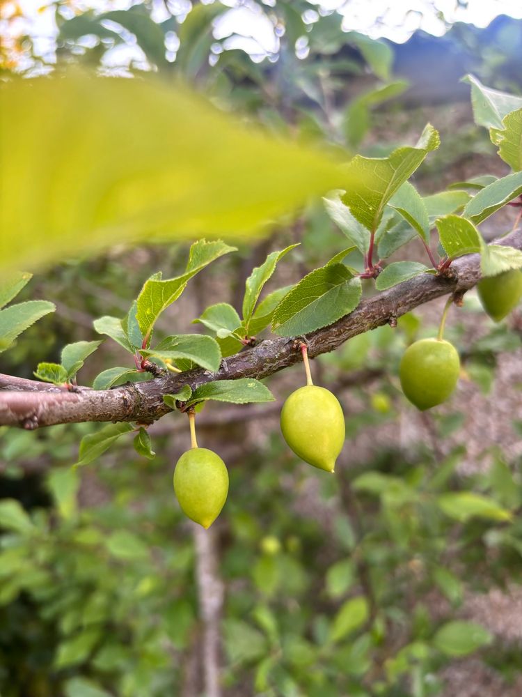 yellow plum