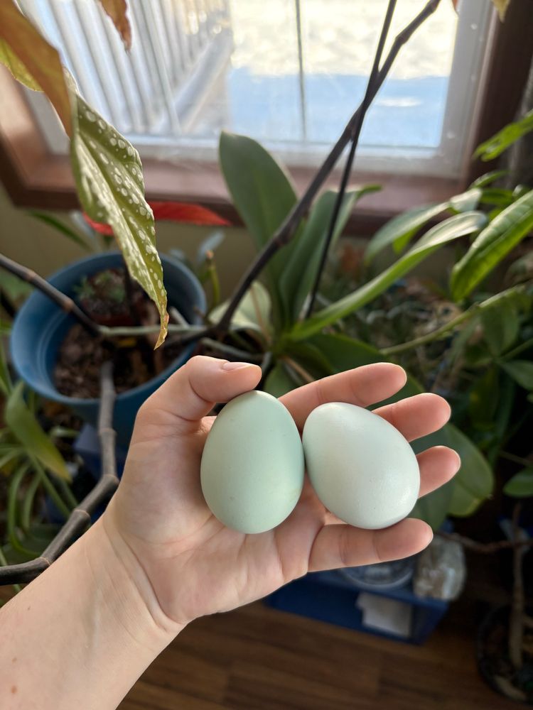 At the forefront of the image is a hand holding two blue eggs. The egg on the right is much paler than the other, almost white. The background of the image has a few different potted plants in front of a window. The image is taken from the top down angle so the eggs and plants fill most of the image. Only the bottom half of the window is visible. 