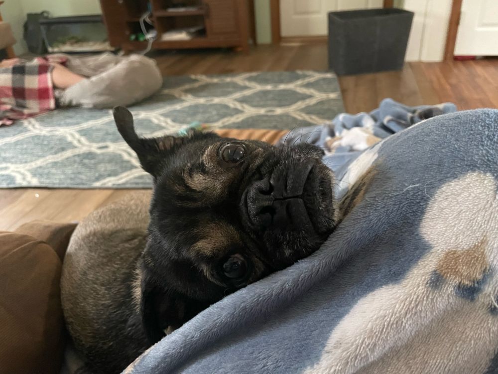 A brown pug looks backward toward the camera. He has graying fur on his muzzle and wide eyes. The dog looks very expectant, probably because the person taking the picture is holding a treat behind the camera. 