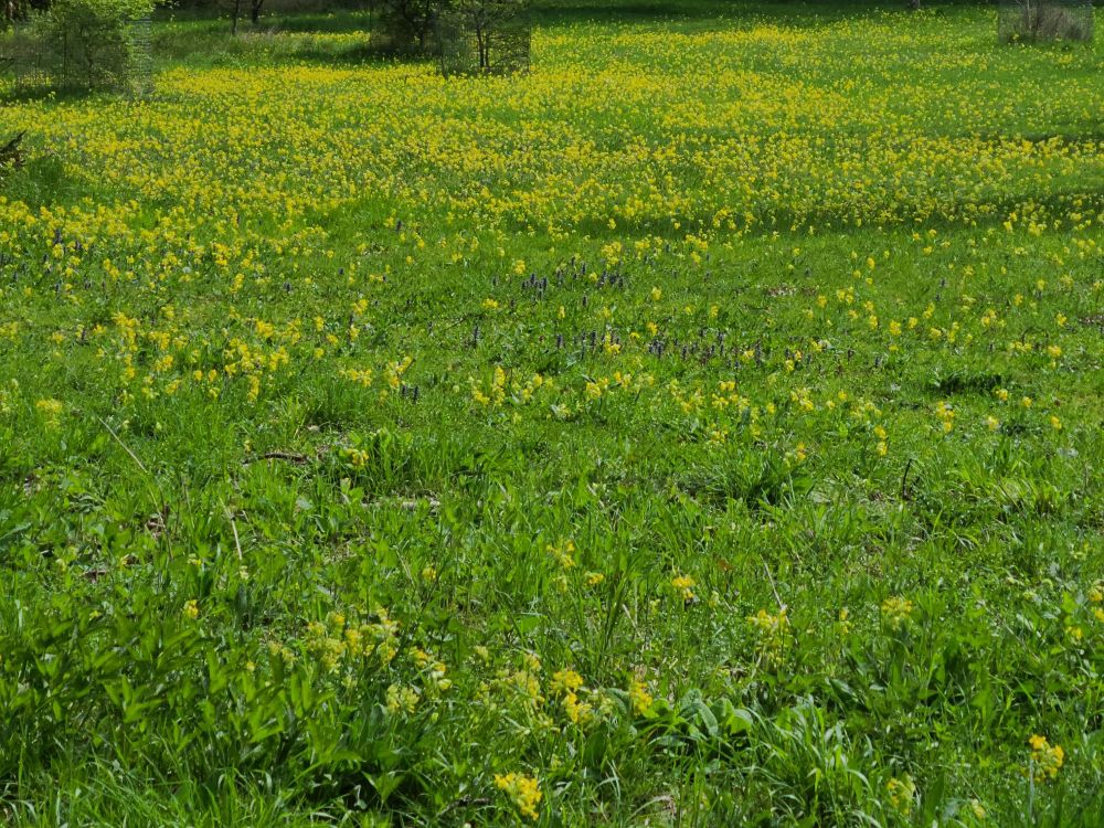 Yellow cowslips carpeting the parkland floor. 