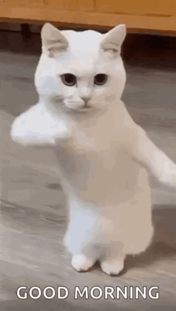 a white cat is standing on its hind legs and giving a fist bump .