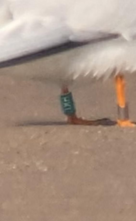 A close-up photo of a white bird with orange legs. Only a small part of the tail, the belly, and the legs are visible. On the right leg is a metal ring. On the left leg is a green ring with the letters HKL written on it. The bird is standing on sand. 