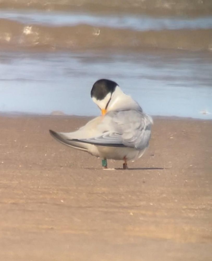 A small, light grey and white bird with a black head, a yellow beak, and orange legs. It is sitting on a sandy beach with water in the background. The bird has turned its head to preen its back. 