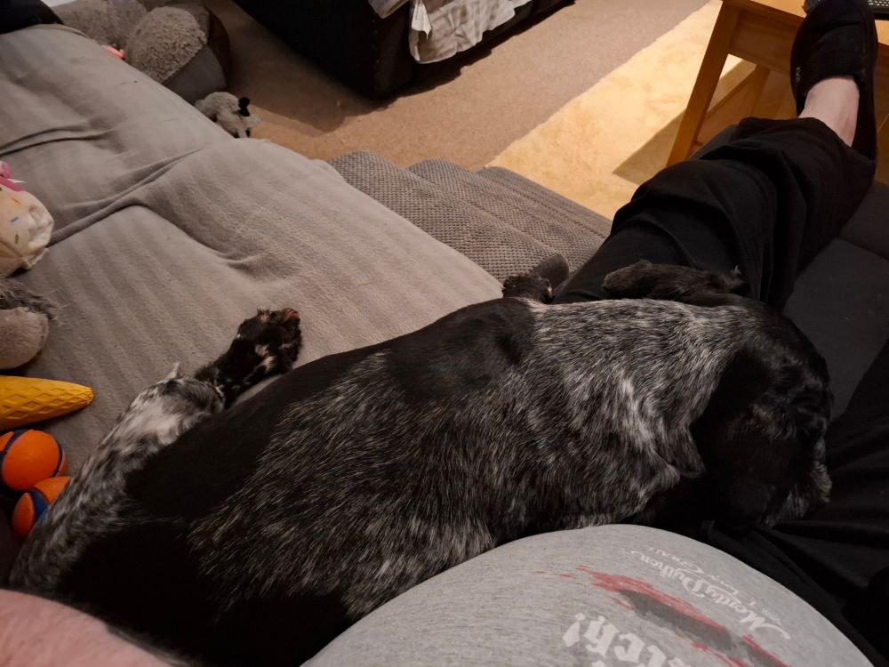 A snoozing little Bonnie Spaniel 