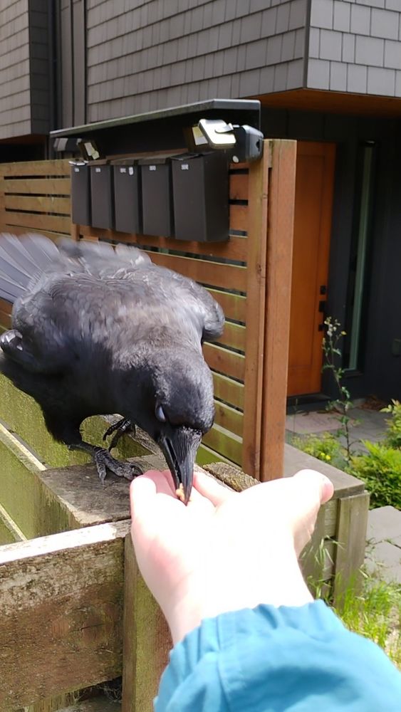 A handsome crow takes a dog treat from my hand