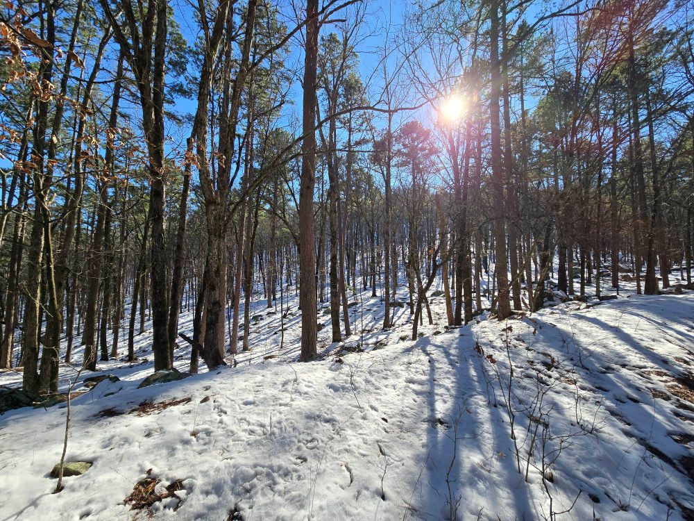 Snow covered forest with the sun setting.