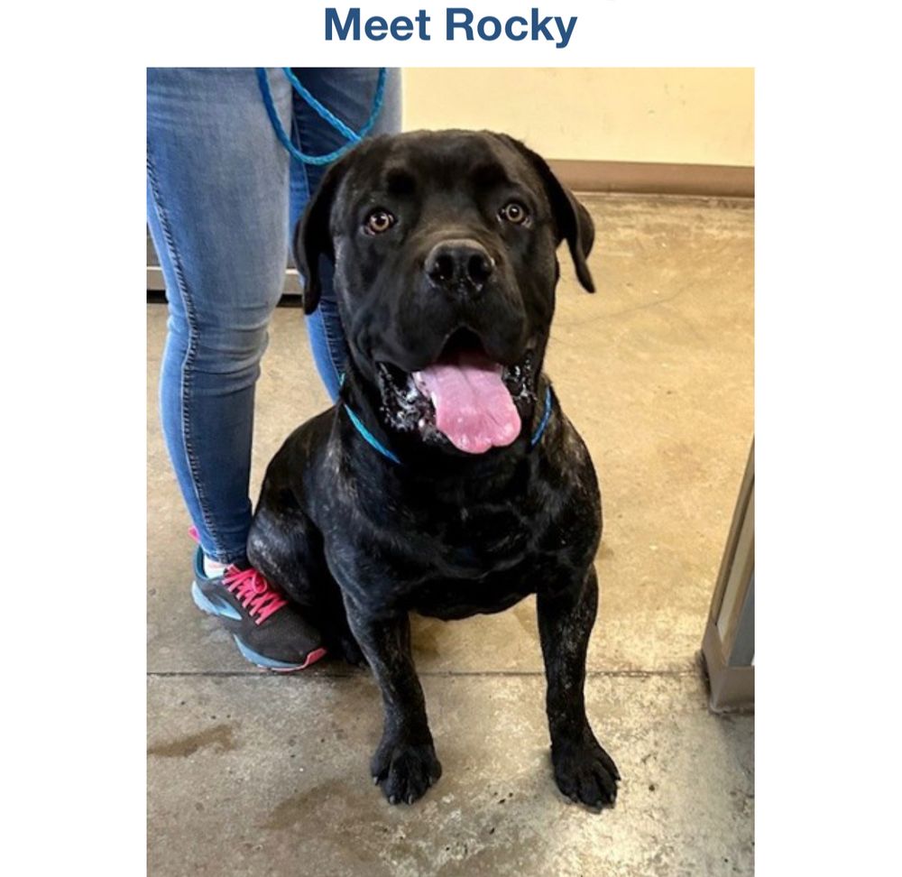 A photo of Rocky, a large boy with black fur and brown eyes, who is very sweet, and has a clonky head