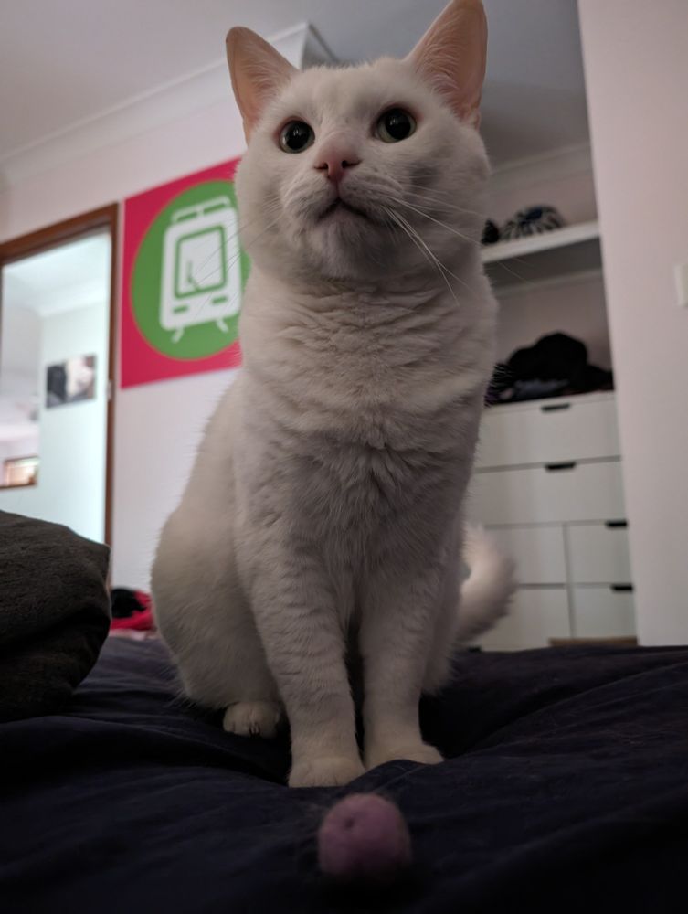 Leon, a white cat, stands proudly over his small pink ball. he is a fearsome and mighty hunter, and should be rewarded for his catch.