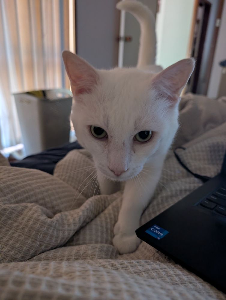 a white cat walks on a bed determinedly towards the camera, stepping over a laptop on his way. his tail is raised and his eyes are focused, one paw forward as he walks with confidence.