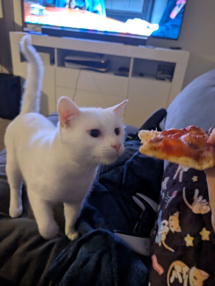 a white cat looks longingly at a slice of pepperoni pizza. his eyes are large and his tail is raised.