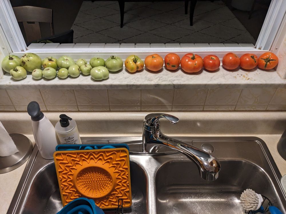 A row of tomatoes on an inside-window still above a kitchen sink. The tomatoes are lined up by ripeness, going from pale green on the left through yellow, orange, and into red on the right.