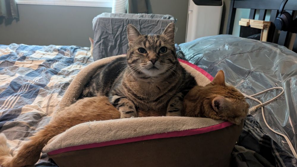 A cat bed. there's a cat laying in one direction, and another on top, clearing pinning her to the cat bed, with a look of satisfaction. 