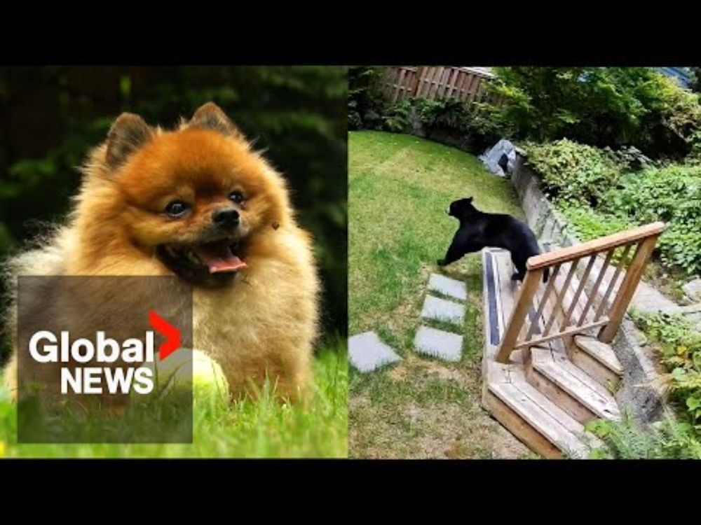 "Feisty" 6-pound Pomeranian chases black bear out of BC home