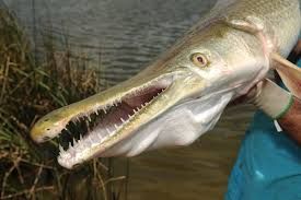 stock photo of an alligator gar. cool cute fishie