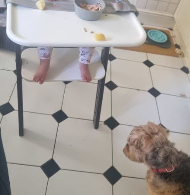 black and white kitchen floor with the legs and table bit of a child's high chair visible, along with a pair of really good little 9mo baby feet. there's some good being messily eaten just out of shot. to the right, a fat fluffy terrier stares fixedly at the floor under the baby, waiting for the first crumb to fall so she can spring upon it and devour it. 