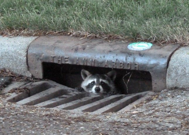 little raccoon in a US storm drain peering through the gap looking innocent as only chaotic little raccoons do