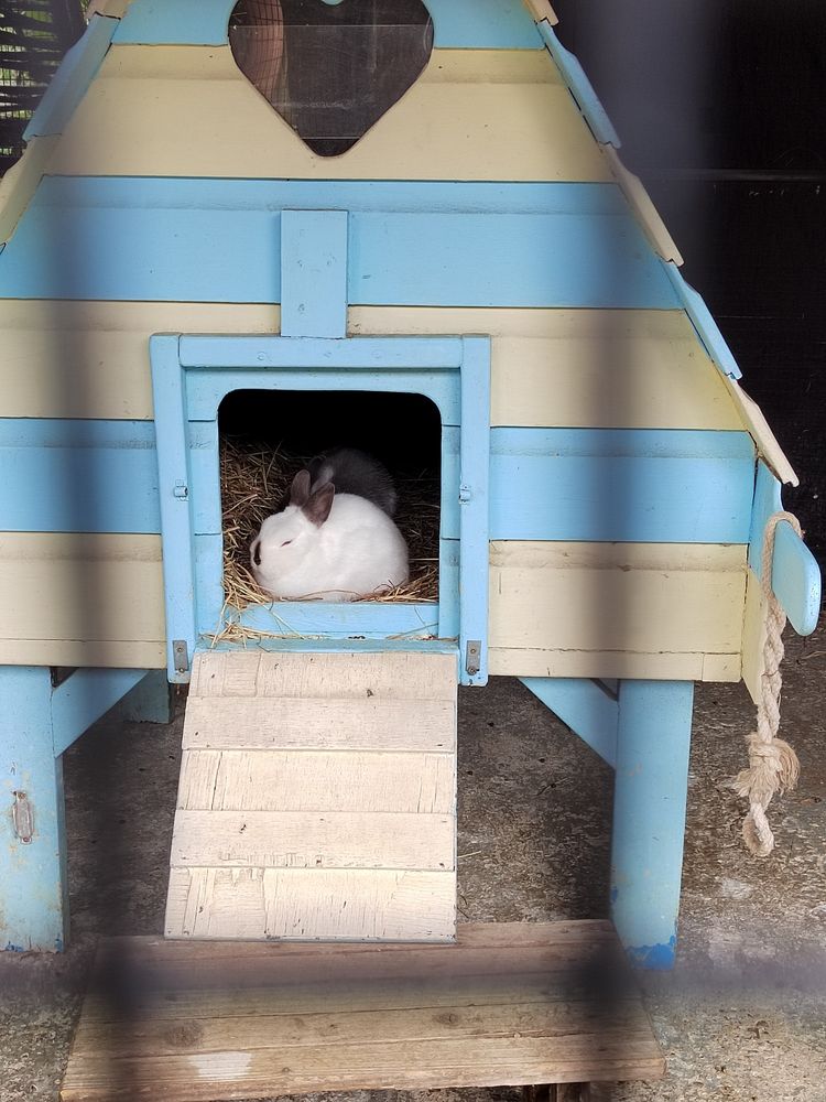 Two bunnies inside of little hut