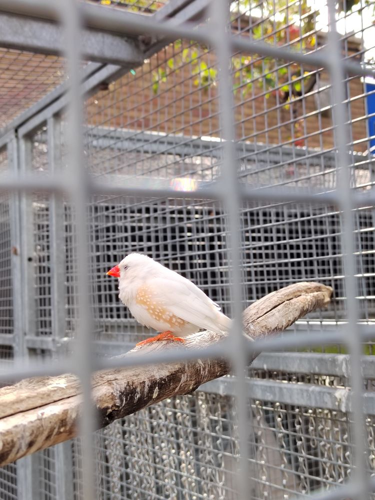 A birb caught mid blinking. Look at its feathers!! 