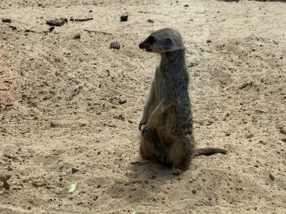 Picture of a meerkat 