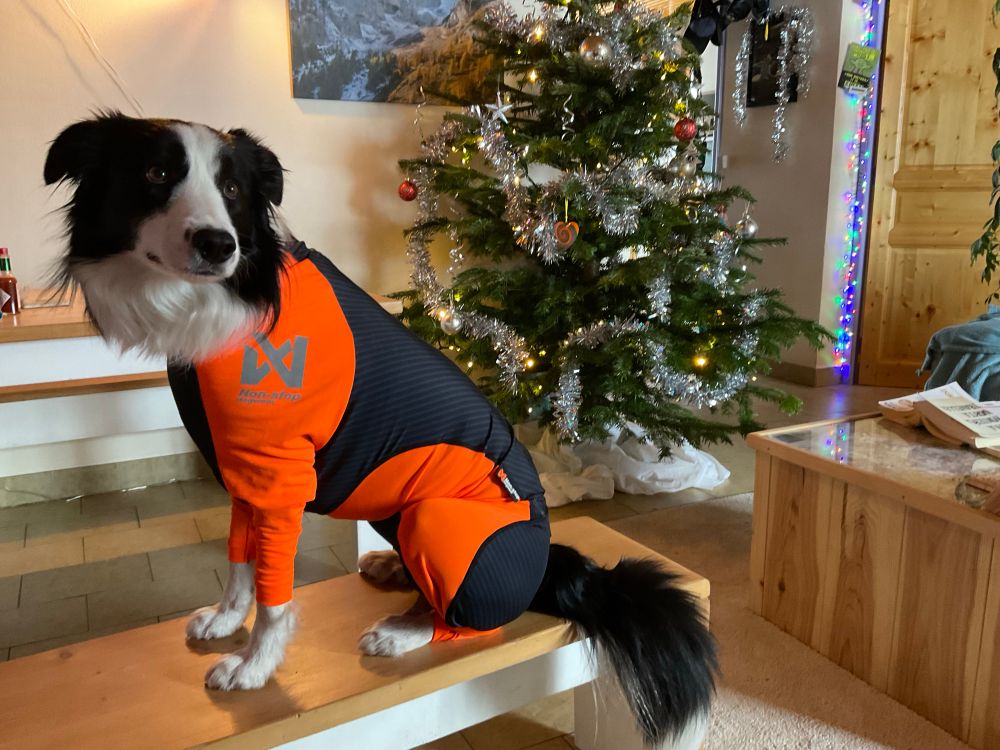 A black and white border collie dressed in an orange and navy Lycra snow suit. Dog is sitting on a bench with coffee table and Christmas tree in the background. Dog is looking to guardian in quizzical manner.